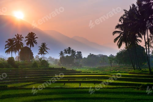 Preview: indonesia beauty landscape paddy fields in north bengkulu natural beautiful morning