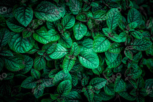 Preview: Tropical leaves, abstract green leaves texture, nature background