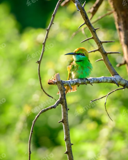 Preview: Little green bee-eater bird isolated against natural bokeh background, fluffing to the warm breeze