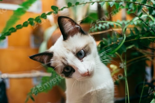 Preview: Portrait of a white cat with black eyes and ears and green plants on the background