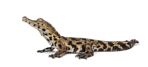 Preview: Young West African slender-snouted crocodile, Mecistops cataphra