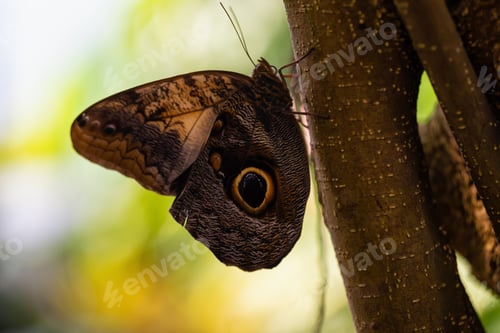 Preview: Macro Picture of a Butterfly