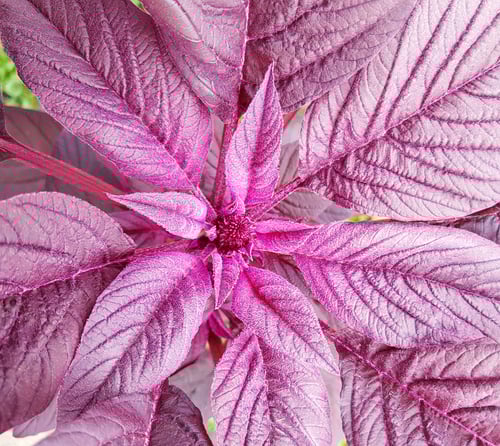 Preview: Amaranth Plant Showing Off Deep Purple Leaves