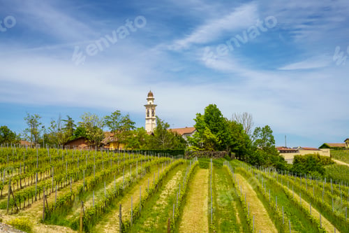 Preview: Vineyards of Monferrato near Gavi at springtime