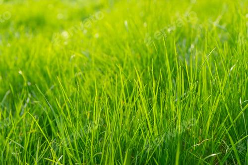 Preview: Green Grass In Meadow, Field Or Lawn In Spring On Sunset