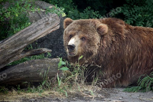 Preview: Brown bear in the wild