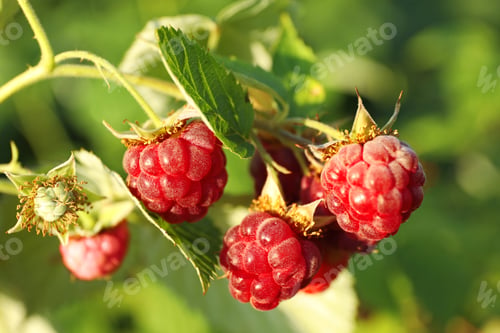 Preview: Branch with delicious ripe raspberries on bush, closeup