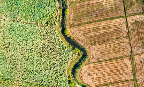 Preview: Lush green sugarcane plantation with soil cultivated area in agricultural land