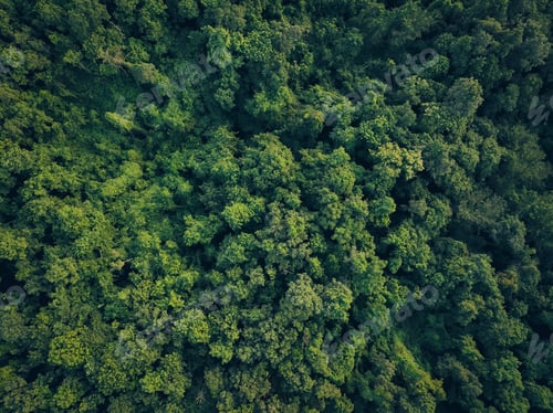 Preview: Aerial top view of green trees in forest. Drone view of dense green tree captures CO2. Green tree
