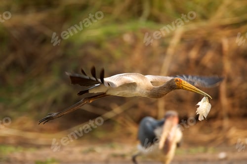 Preview: Juvenile Yellow-billed stork - Mycteria ibis, Mana Pools National Park, Zimbabwe