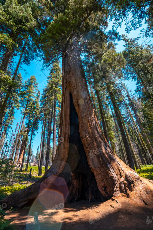 Preview: A giant Sequoia with a story door in Sequoia National Park, California.