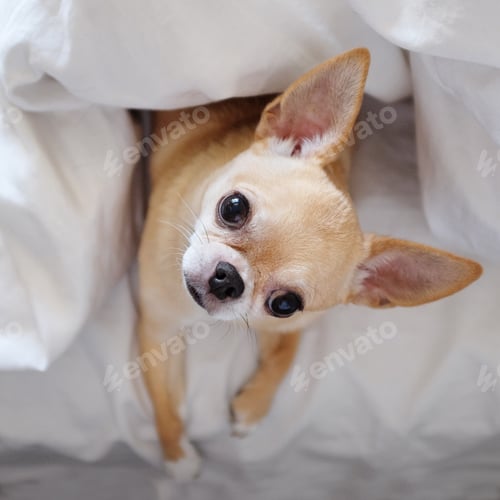 Preview: Sweet Chihuahua Puppy Peeking Out Under White Blanket