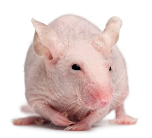 Preview: Hairless House mouse, Mus musculus, 3 months old, in front of white background