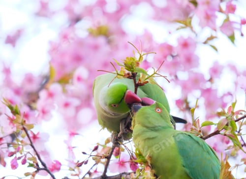 Preview: Green parrots kissing on pink cherry blossom tree
