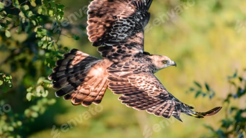 Preview: Majestic Hawk-eagle bird in flight close-up photo.