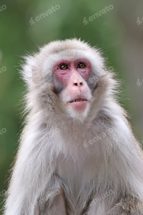 Preview: Cute Japanese monkey (Macaca Fuscata),close up shot