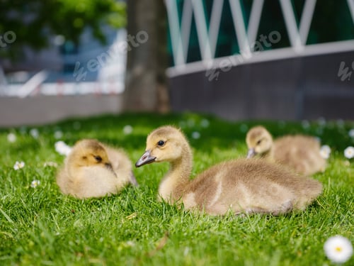 Preview: Canada Geese grazing grass in Frankfurt am Main