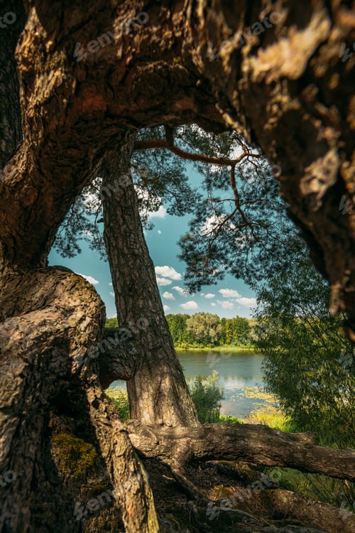 Preview: Summer River Landscape Lake. Twisted Pine Trees On River Bank. Nature Reserve. Nature Lake River
