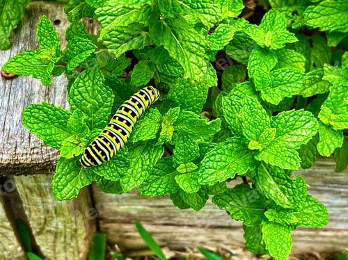 Preview: A zebra caterpillar feeds on luscious green plants in the garden!