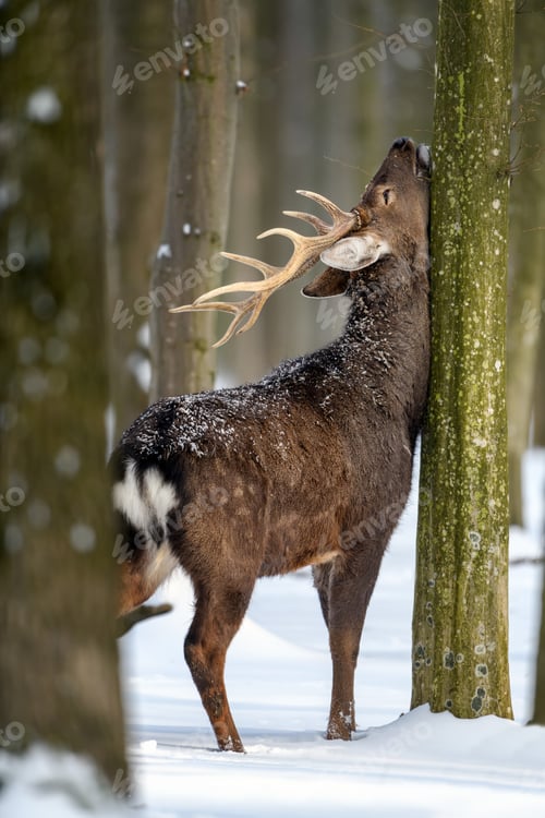 Preview: Roe deer in the winter forest. Animal in natural habitat
