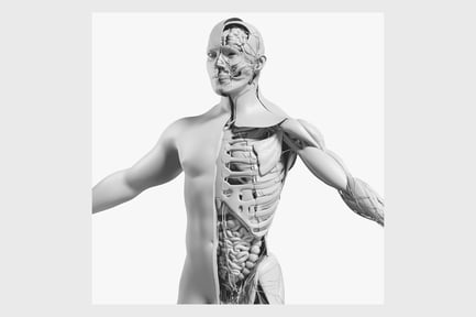 Preview: Complete Male Anatomy: Skeletal, Muscular, and Organ Systems