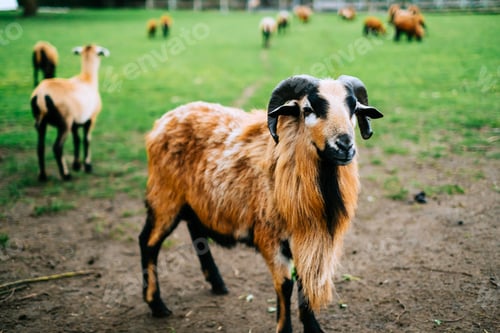 Preview: A herd of goats on a farm. Livestock in the pasture