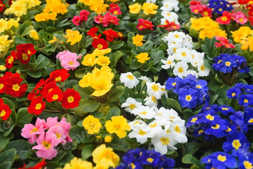 Preview: Colorful background from garden of flowers and berries, top view.