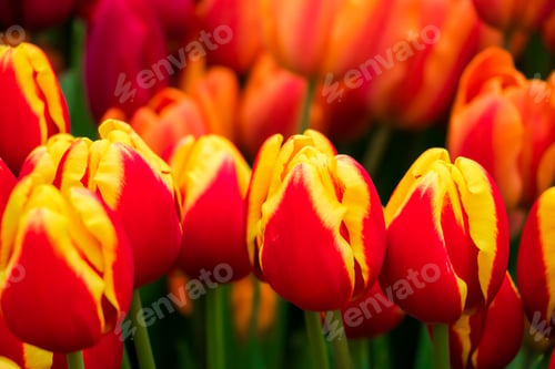 Preview: Tulip flower close up. Delicate bud, symbol of spring. Growing tulips at home.