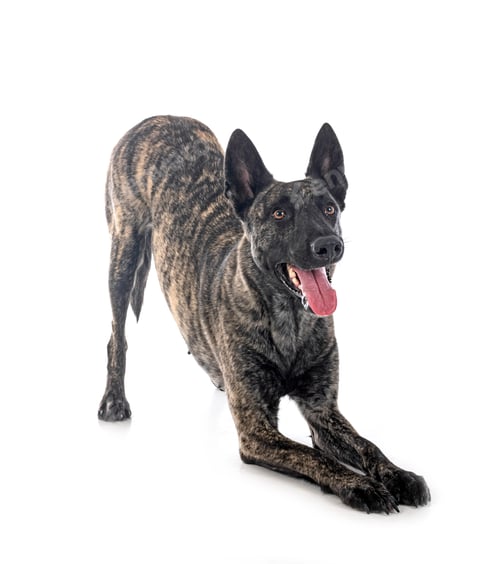 Preview: Dutch Shepherd in studio