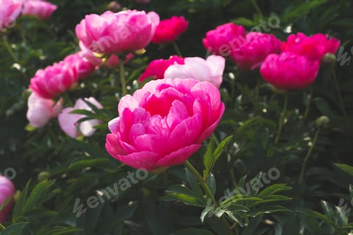 Preview: Beautiful peony flower in full bloom in the garden.