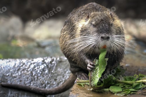 Preview: Coypu (Myocastor coypus) or Nutria eating - South American Rodent