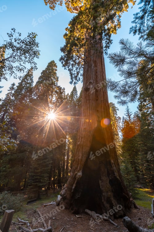 Preview: The General Grant Tree on a beautiful sunset in Sequoia National Park, California