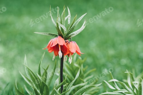 Preview: Fritillaria imperialis or Kaiser's crown plant blooming in spring, copy space