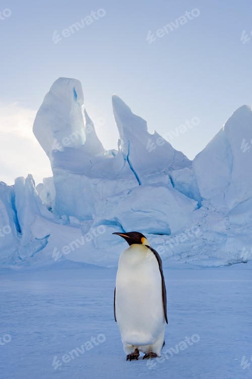 Preview: An adult Emperor penguin standing on the ice in shadow,with head turned sideways