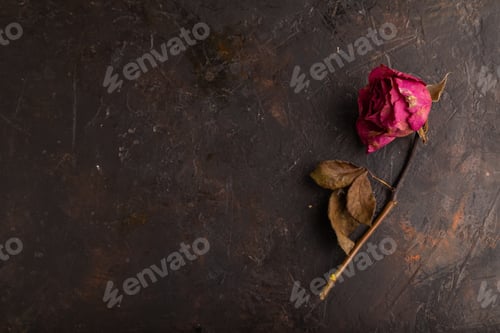 Vorschau: Verwelkte getrocknete rosa Rose auf schwarzem Beton, Ansicht von oben, Kopierraum