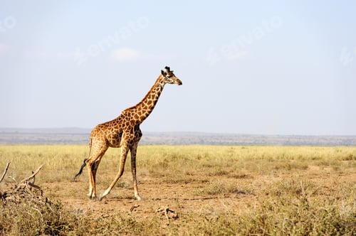 Preview: Giraffe in National park of Kenya