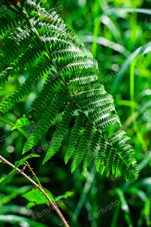 Preview: there is a branch of a fern that is in the grass
