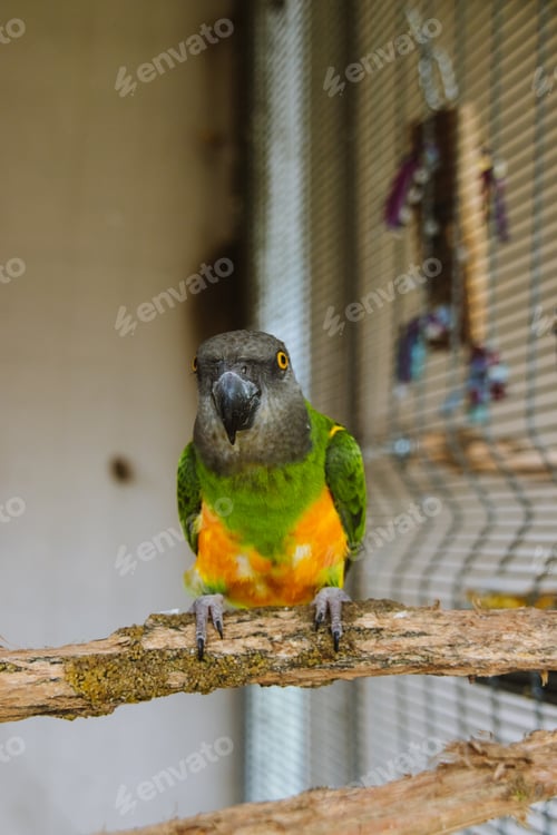 Preview: Parrot