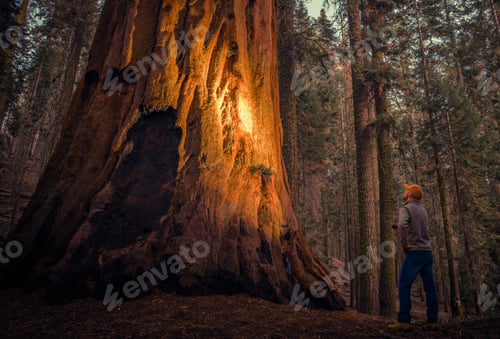 Preview: Exploring Giant Sequoia Forest