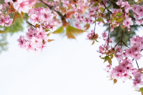 Preview: Cherry tree blossom