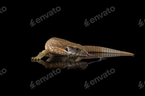 Preview: The savannah monitor lizard isolated on black background