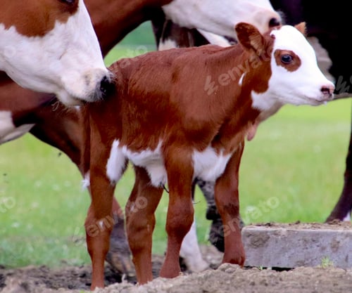 Preview: just born calf with mother on a dairy farm