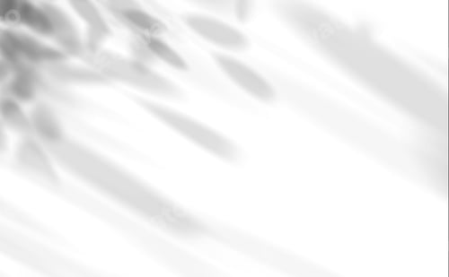 Visualização: Folhas, sombra sobre fundo branco, ilustração transparente de galhos, sobreposição de folhas de árvore na parede