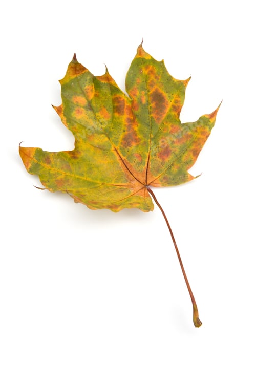 Preview: Autumn - Maple Leafs - Isolated on White