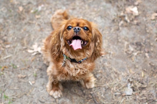 Preview: Happy dog portrait