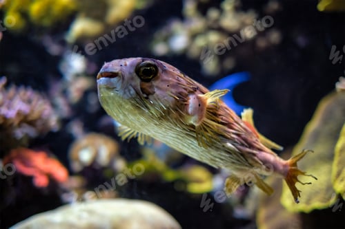 Preview: Long-spine porcupinefish underwater in sea