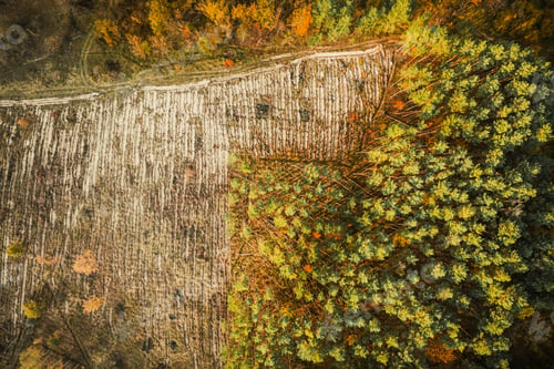 Preview: Aerial view green pine forest in deforestation area landscape. Top view of european nature from high