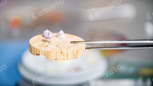 Preview: Teeth Prosthodontics. Teeth Crowns Prepared for Oven and Press.