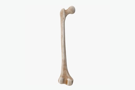 Preview: Human Femur Anatomy: Thigh Bone Detail