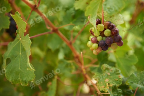 Preview: Ready to be picked